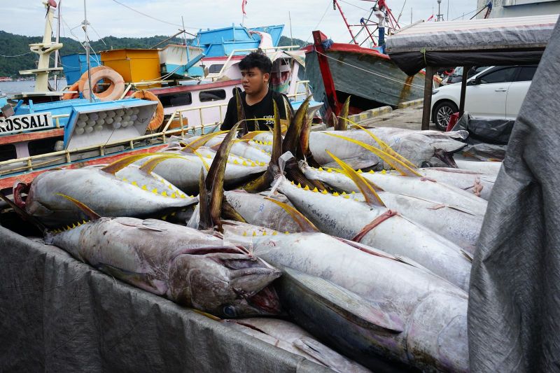 Sistem Pascaproduksi PIT Tingkatkan PNBP SDA Perikanan 30% di 2024