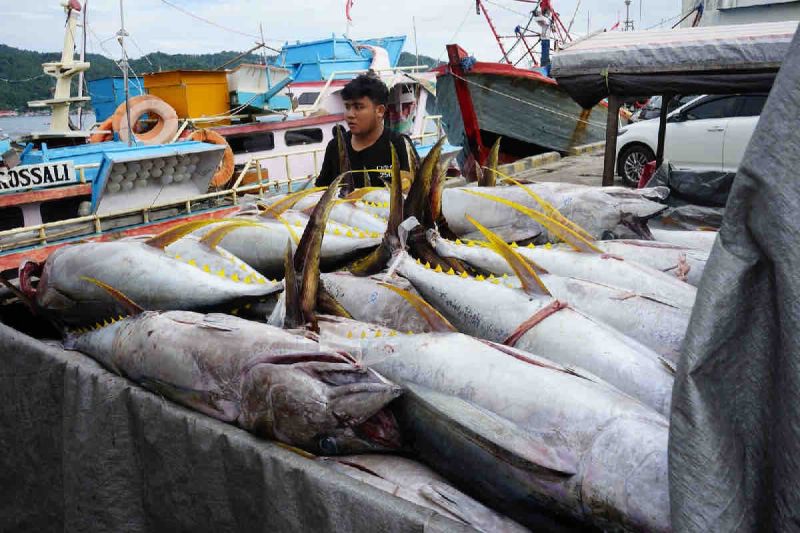 KKP: Sistem pascaproduksi PIT tingkatkan PNBP SDA perikanan 30 persen