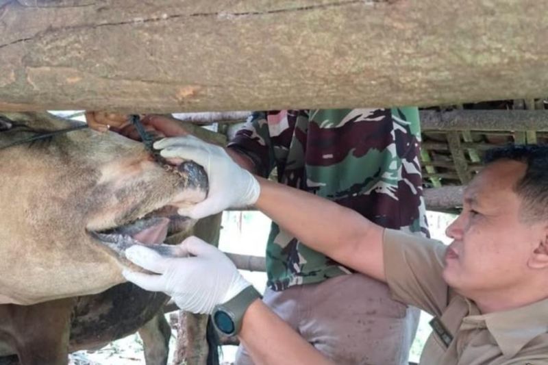 dkpp-pacitan:-vaksinasi-7-ribu-sapi-rampung-akhir-januari