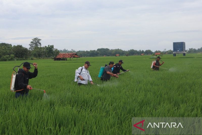 Diskatan Kuningan gencarkan Gerdal OPT jaga produktivitas padi