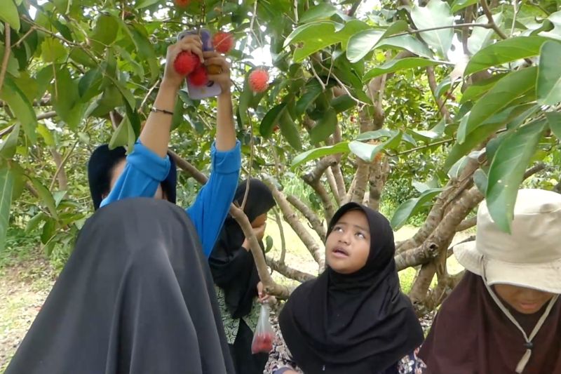 Sensasi wisata petik dan nikmati buah rambutan langsung dari pohon – ANTARA News