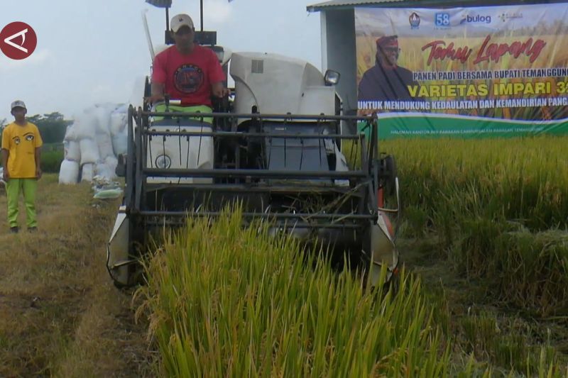 Alasan Bupati Temanggung dorong petani kembangkan padi Inpari 32 – ANTARA News
