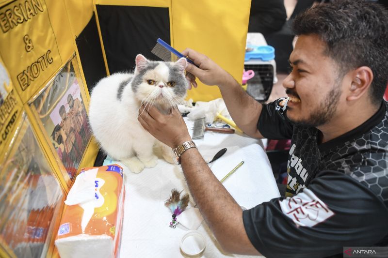 Cara efektif agar kucing peliharaan tidak kencing sembarangan di rumah