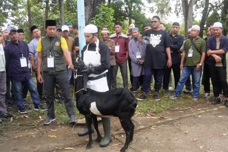 Juru sembelih berlatih penyembelihan kurban halal – ANTARA News