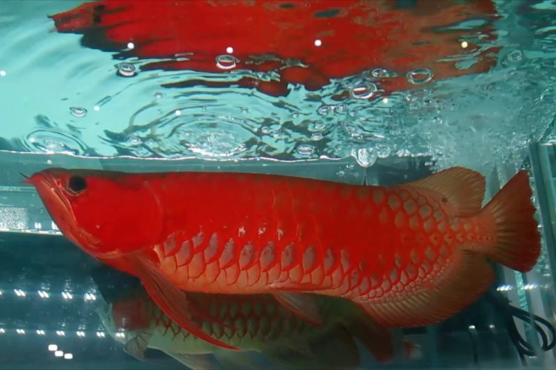 APPS Kalbar terima mandat KKP terkait promosi ikan arwana – ANTARA News