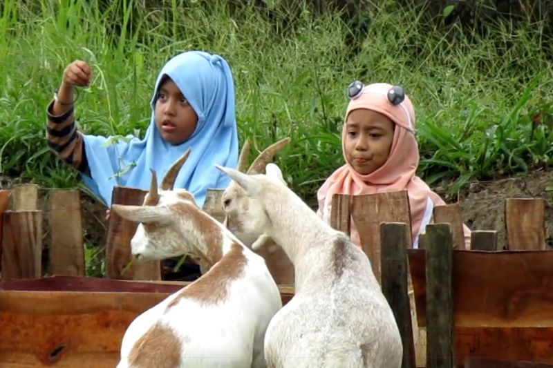 Mengunjungi kandang kambing estetik di Jember – ANTARA News