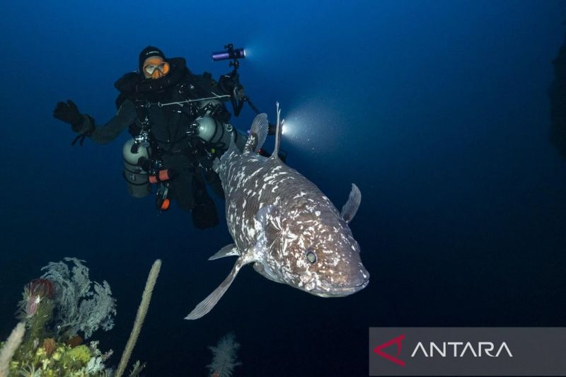 tim-ilmuwan-unpatti-temukan-ikan-coelacanth-hidup-pertama-di-indonesia