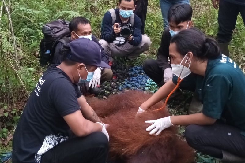 orangutan-“mungky”-ditranslokasi-ke-pso-arsari-kaltim