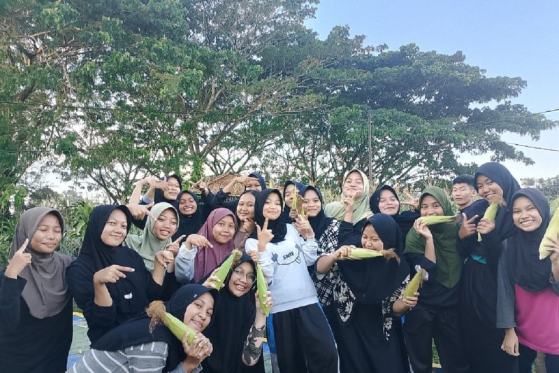 siswa-boarding-school-timah-panen-jagung-dukung-ketahanan-pangan