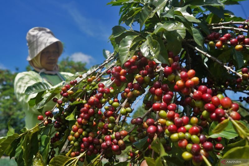 kisah-di-balik-kopi:-perjuangan-afrika-melawan-kolonialisme-(bagian-4)