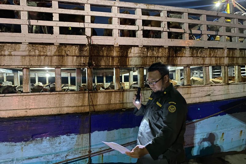 karantina-babel-temukan-sapi-terjangkit-bvd