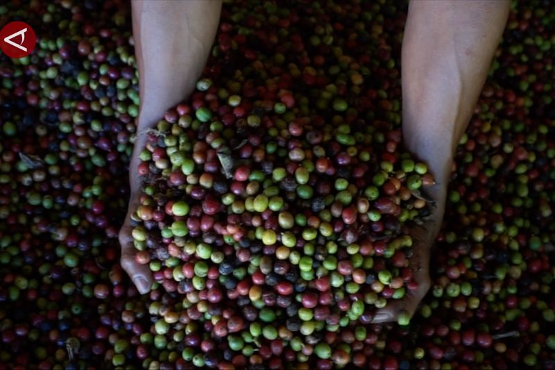 Bank Indonesia Gorontalo dorong kopi Pinogu tembus pasar global – ANTARA News