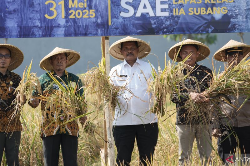 Warga binaan Lapas Subang panen 12 ton padi