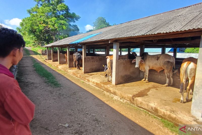 Puluhan sapi kurban di Tanjungpinang tak layak disembelih