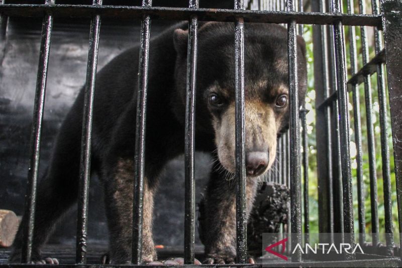 beruang-madu-diserahkan-warga-ke-bksda-kalteng-untuk-direhabilitasi-sebelum-dilepasliarkan