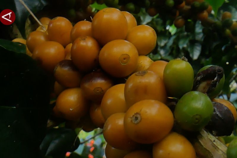 Perhutani libatkan warga kelola 8 ribu hektare kebun kopi – ANTARA News