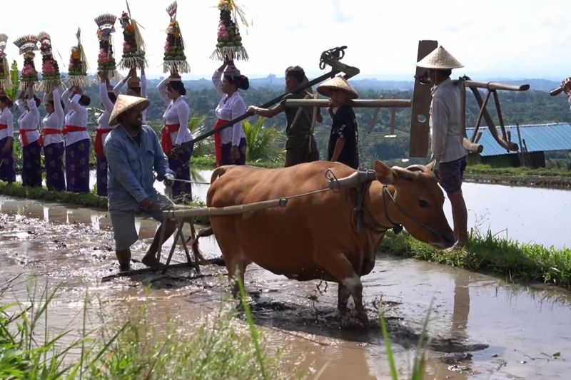 Festival Jatiluwih 2025 suguhkan tradisi pertanian masyarakat lokal – ANTARA News