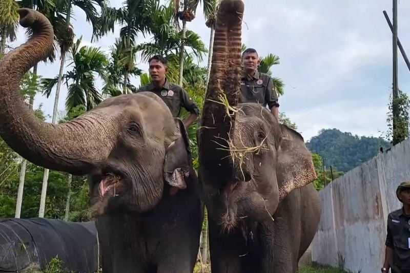 Prabowo komitmen lindungi populasi gajah – ANTARA News