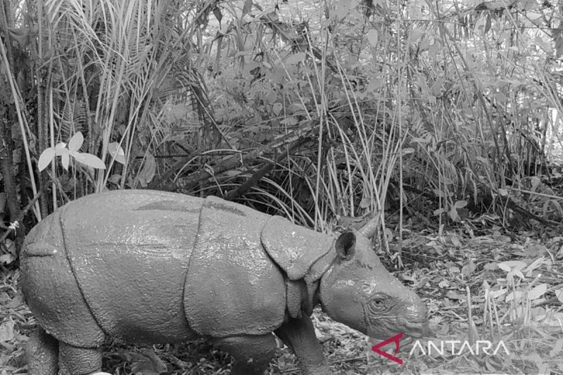 Kemenhut: Hanya Indonesia yang mampu mengonservasi badak Jawa