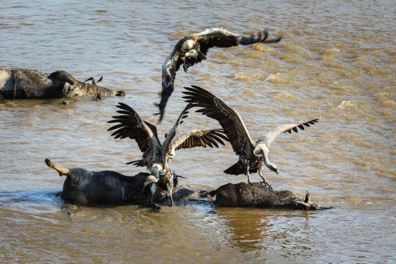 Menilik kehidupan satwa liar di Taman Nasional Masai Mara, Kenya
