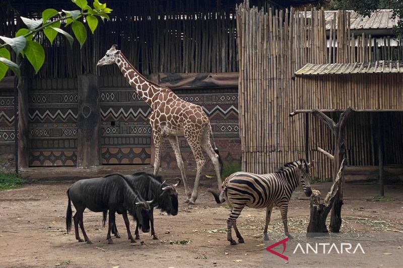 PKBSI belum terima surat dari pemkot untuk kelola Bandung Zoo