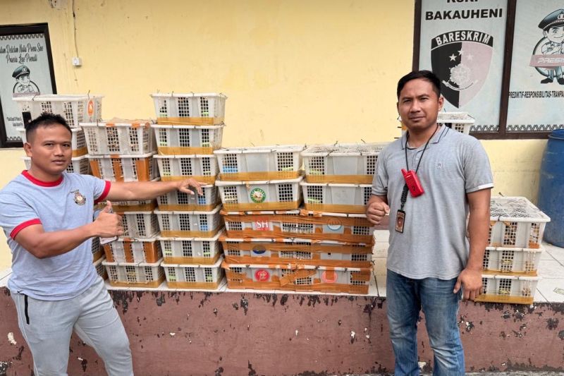 Polisi gagalkan penyelundupan 1.300 ekor burung di Pelabuhan Bakauheni