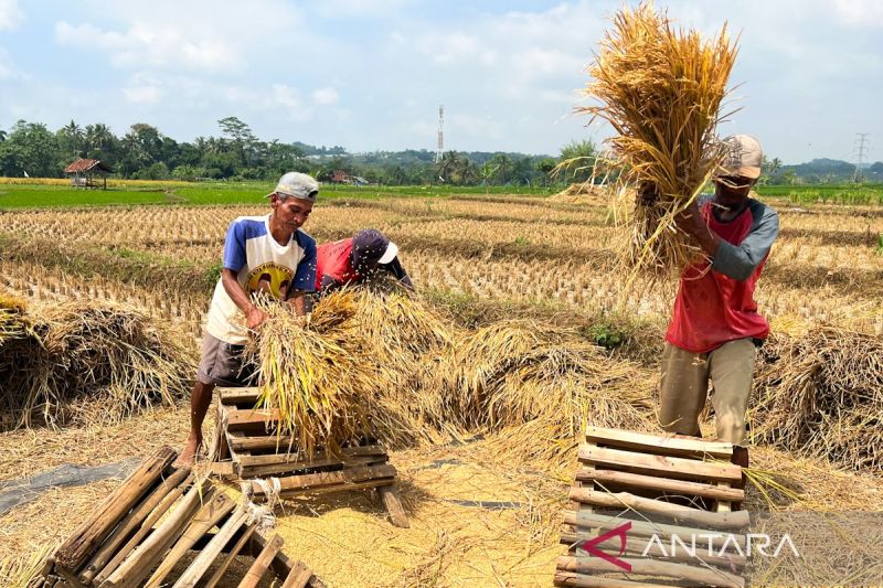 Kualitas beras di tengah kebijakan serap gabah “any quality”