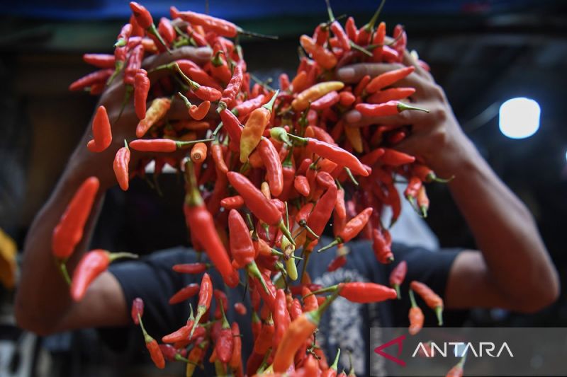 Harga cabai rawit merah di Jakarta turun menjadi Rp40 ribu per kg