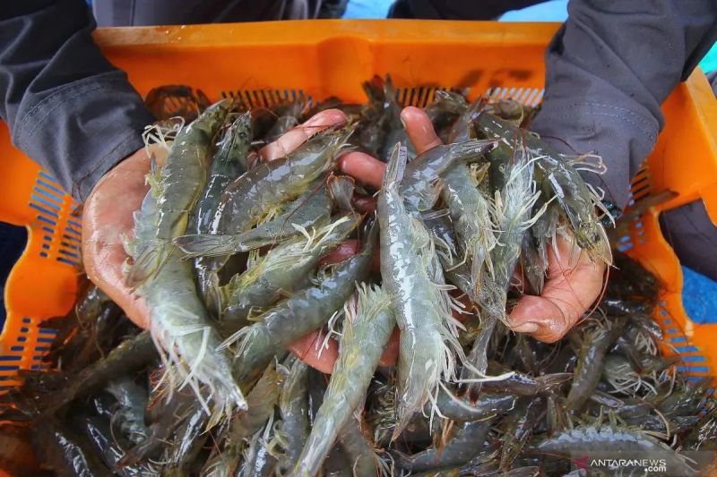 KKP perkuat sektor industri budidaya udang nasional dari hulu