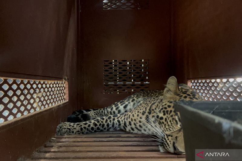 macan-tutul-masuk-hotel-di-bandung,-evakuasi-makan-waktu-3-jam