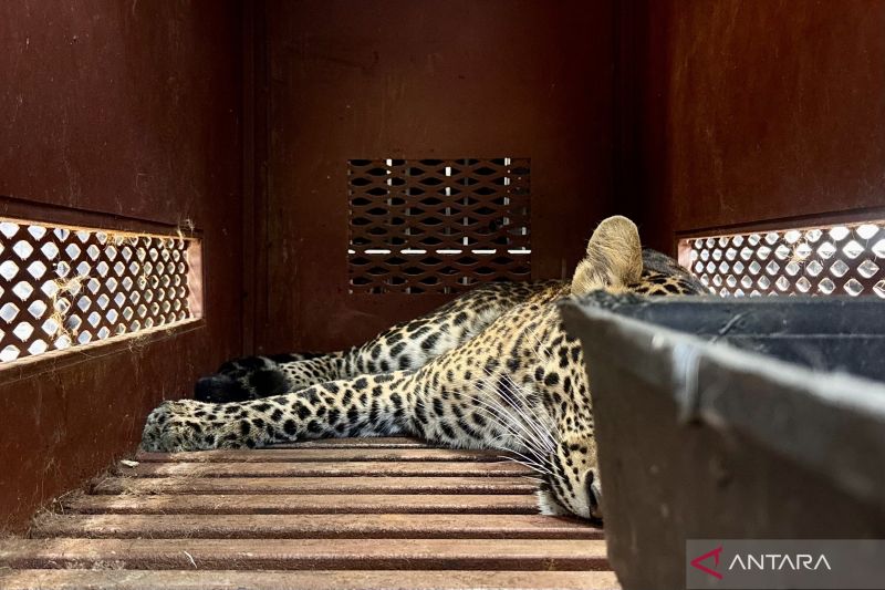 bbksda:-macan-tutul-masuk-hotel-belum-dipastikan-dari-lembang-park-zoo