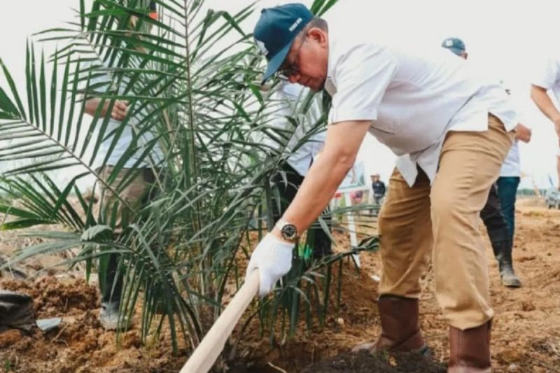 PTPN Riau remajakan 949,6 ha kebun sawit inti
