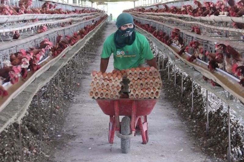 Aceh gandeng China dalam pembangunan industri unggas terpadu – ANTARA News