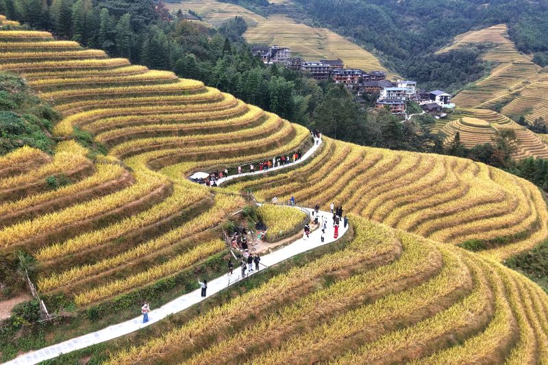 Menikmati Pesona Sawah Terasering Longji di China Selatan