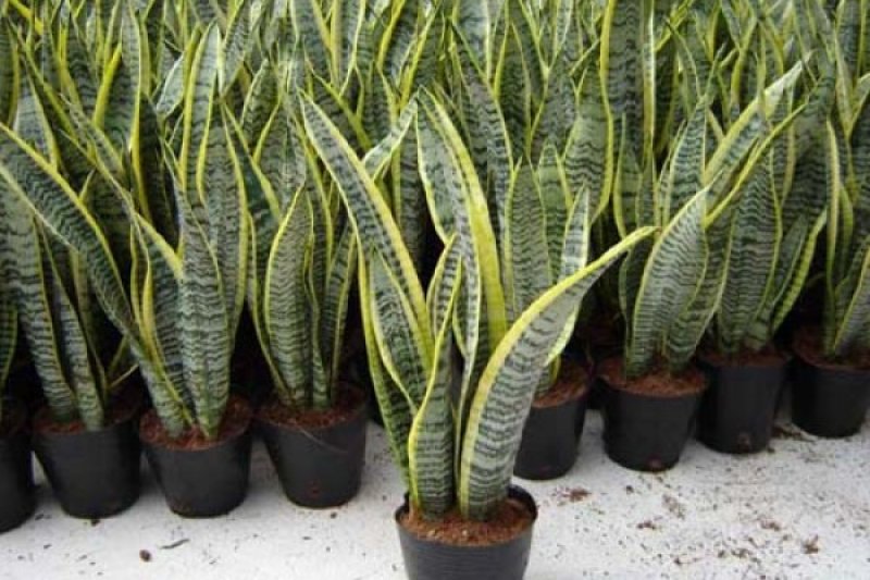 7 tanaman yang bisa menyerap udara panas dan sejukkan lingkungan rumah