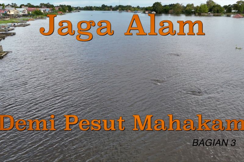 Jaga alam demi pesut Mahakam (bagian 3) – ANTARA News