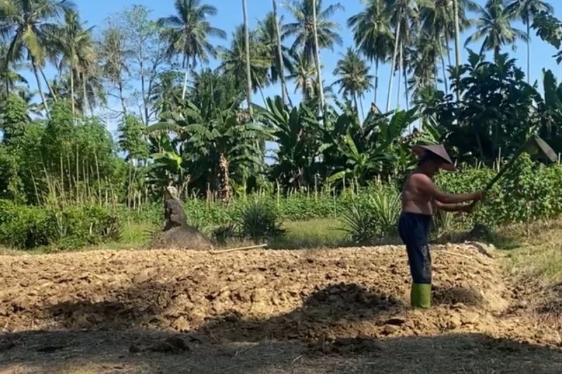 Petani di Sulbar harap pengawasan harga pupuk bersubsidi diperketat