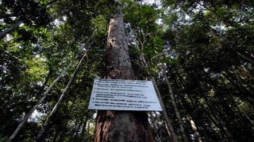 Menteri Iklim Norwegia Puji RI Akui 1,4 Juta Ha Hutan Adat: Transformatif