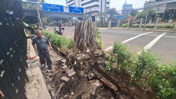 Saksi Cerita Detik-detik Pohon Tumbang di Depan Kemenkeu: Tiba-tiba Bruk!
