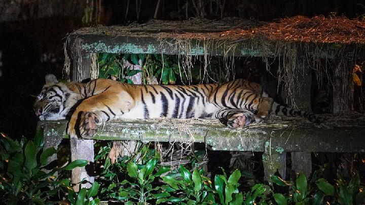 Pramono: Kalau Pakan Diambil, Saya Keluarkan Harimaunya dari Kandang