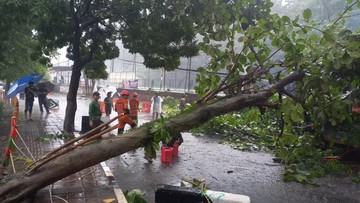 Pohon Tumbang Timpa Motor Akibat Hujan Deras-Angin Kencang di Bogor