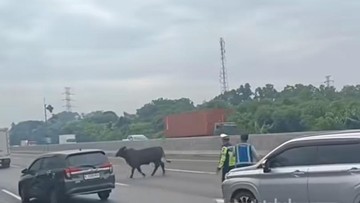 Viral Sapi Berlarian di Tol Japek Km 58, Lalu Lintas Sempat Terganggu