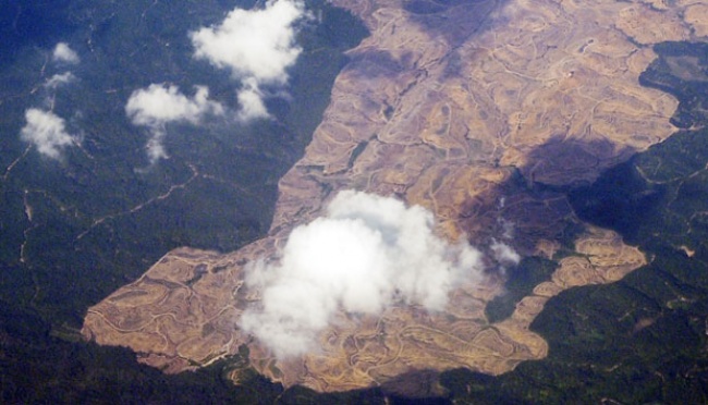 Pegiat Lingkungan Desak Kemenhut Cabut Izin Perusahaan Perusak Hutan