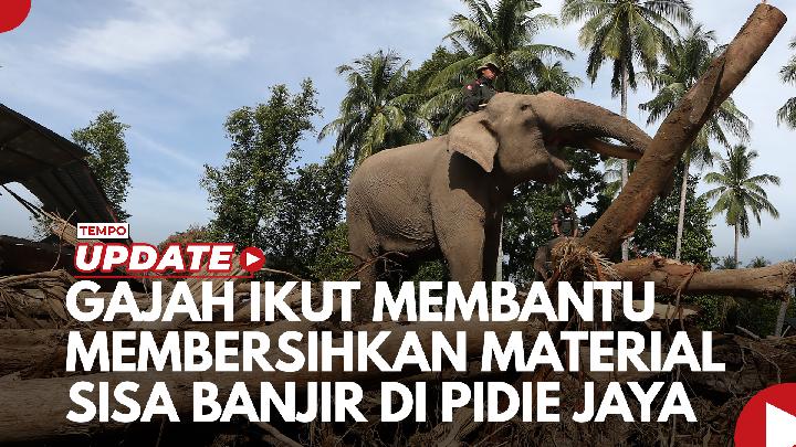 Politikus PKB Kritik Pengerahan Gajah untuk Bersihkan Sisa Banjir