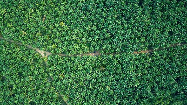 uskup-timika-kecam-rencana-penanaman-sawit-di-papua