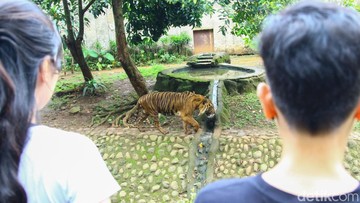 Tantangan Zookeeper di Ragunan Bonding dengan Satwa tapi Tetap Waspada