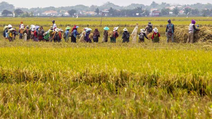 prabowo-mengklaim-swasembada-beras-tercapai-di-akhir-2025