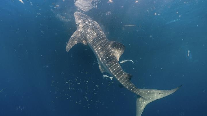 tandai-4-hiu-paus,-komitmen-pis-lindungi-raksasa-lautan-indonesia