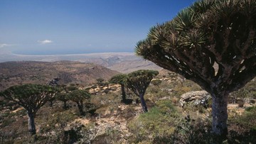 Begini Kondisi 3 WNI Terjebak di 'Persembunyian Dajjal' Saat Saudi Serang Yaman