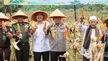 Dukung Swasembada Pangan, Polda Banten Panen Raya Jagung Kuartal IV 2025